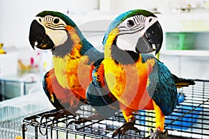 Parrot2
