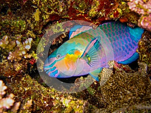 Parrotfish