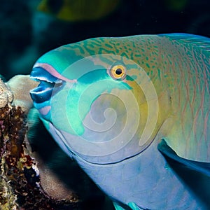 Parrotfish