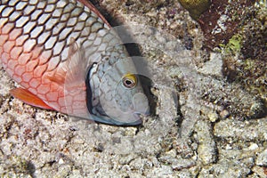 Parrotfish in the Caribbean Sea around Bonaire Dutch Antilles. photo