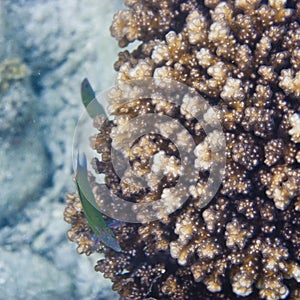 Parrotfish