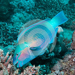 Parrotfish eating coral