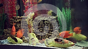 Parrotfish in interior aquarium