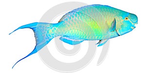 Parrotfish isolated