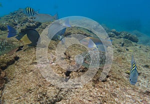 Parrotfish, Ocean Surgeonfish, and Sargeant Major fish photo