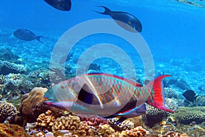 Parrotfish swimming on a coral reef.