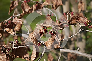 Parrotia persica blossom