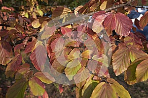 Parrotia persica colorful foliage in autumn