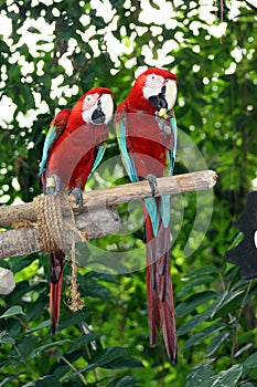 Parrots