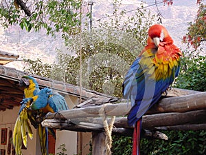 Parrots