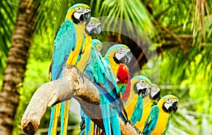 The parrots