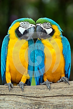 Parrots