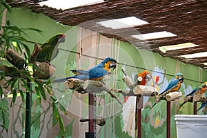 Parrots