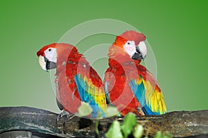 Parrots