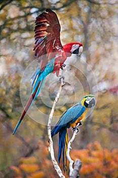 Parrots