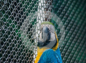 Parrots, also known as psittacines