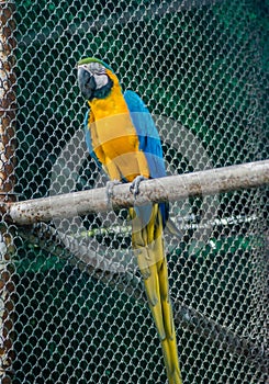 Parrots, also known as psittacines