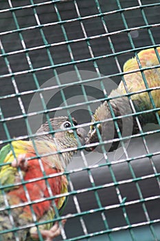 Romance in a cage between two parrots photo