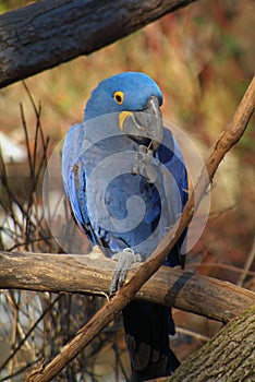 Parrots or Anodorhynchus Hyacinthinus