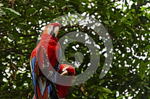 Parrots on the banks of the Guayas river. Guayaquil, Ecuador photo