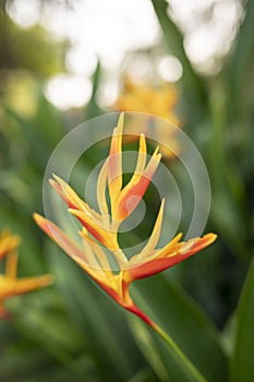 A parrots beak heliconia (heliconia psittacorum) growing in the rainforest at Caribbean and South America