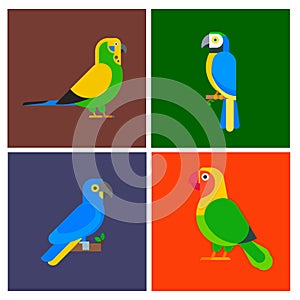Parrots birds breed species animal flayer brochure