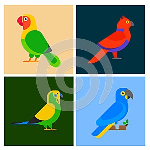 Parrots birds breed species animal flayer brochure nature tropical parakeets education colorful pet vector illustration