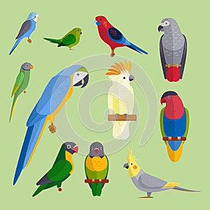 Parrots birds breed species animal nature tropical parakeets education colorful pet vector illustration