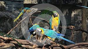 Parrots blue-yellow macaw Ara ararauna. Chiang Mai, Thailand