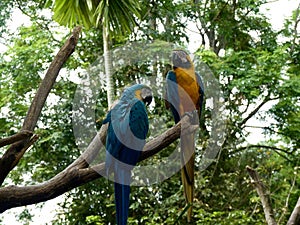 Parrots On A Branch
