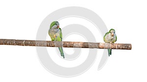 Parrots on a branch, small exotic parrots sit on a dry branch of a tree on a white isolated background. Green birds.