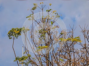 Parrots on the branches of a tree with blue sky background