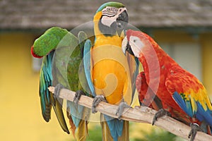 Parrots Buddies