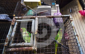 Parrots in a cage