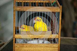 Parrots in Cage at The Bird Market, Ile de la Cite in Paris