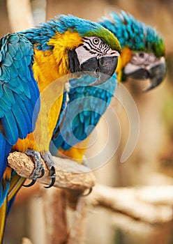 Parrots, cage and feathers with nature, pet and park with birds sanctuary and natural with wildlife or habitat. Avian