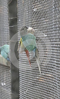 Parrots on a cage in Zoo in West Bengal India.