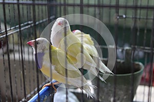 Parrots, canaries in a cage