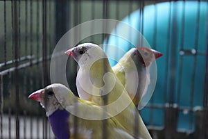 Parrots, canaries in a cage