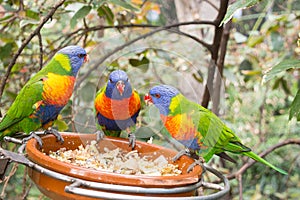 Parrots chatting and eating