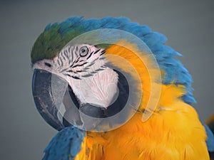 Parrots are classified in the animal kingdom, chordate tribe, bird class, aviation subclass and parrot family.nice colored photo