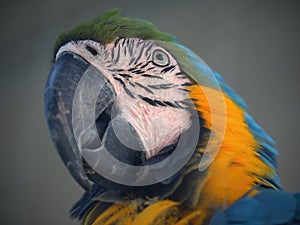 Bird head-detail-Parrots are classified in the animal kingdom, chordate tribe, bird class, aviation subclass and parrot family