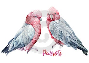 Parrots cockatoo watercolor illustration isolated on white background. Tropical beautiful birds.