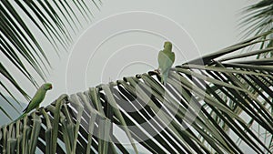 PARROTS ON COCONUT TREE