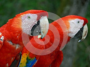 Parrots in CopÃ¡n Ruinas