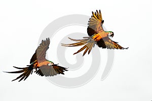 parrots cores on a white background. photo