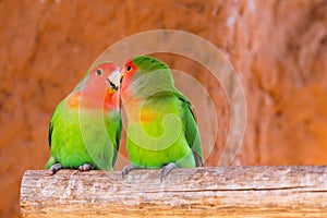 Parrots couple on a branch