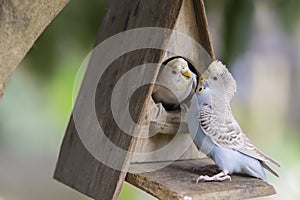 Parrots couple
