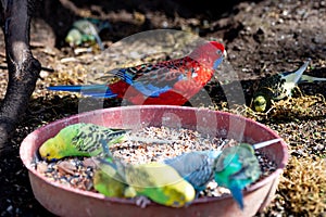 Parrots eating corn and vegetables. Red parrot