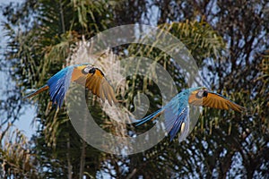 Parrots flying in img